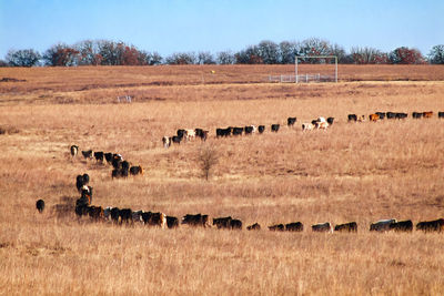 Flock of sheep on field