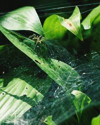 Close-up of grasshopper on leaf