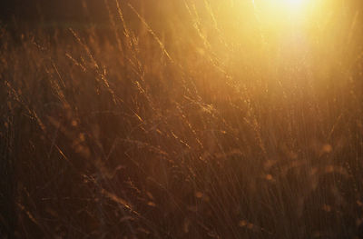 Close-up of grass on field