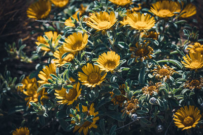 High angle view of yellow flowering plants on field