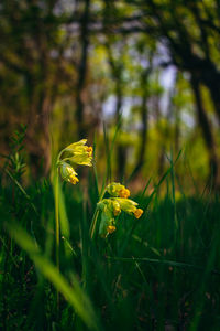 Close-up of yellow flowering plant on land