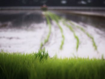 Close-up of plants growing on field