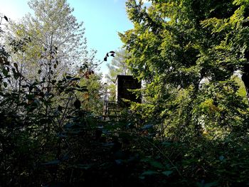 Low angle view of trees against clear sky