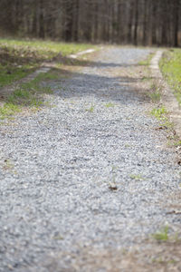 Surface level of road amidst trees in city