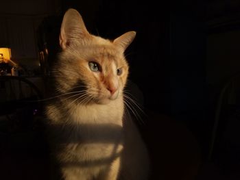 Close-up portrait of cat