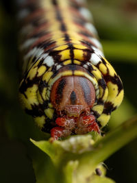 Close-up of insect on flower