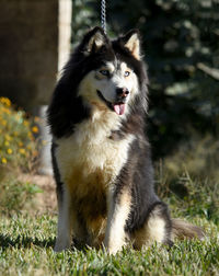 Close-up of siberian husky grass