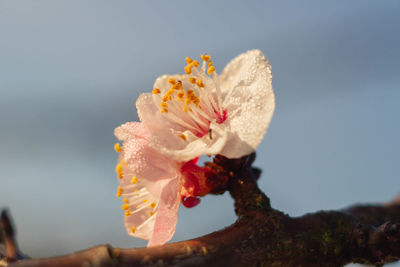 Marco picture of apricot flowers blooming on a branch , organic garden , italy .