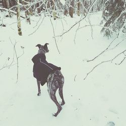 Dog on snow covered tree