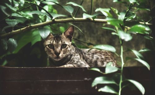 Portrait of a cat sitting outdoors