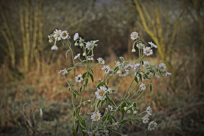 White flowering plants growing on field