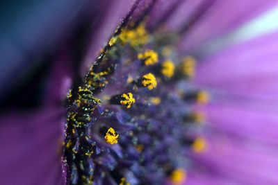 Macro shot of purple flower