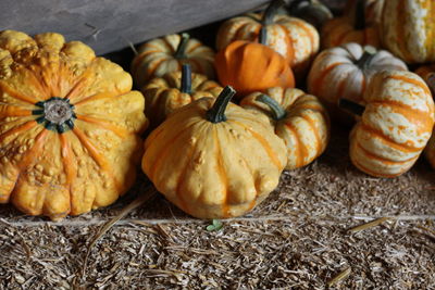 High angle view of pumpkins