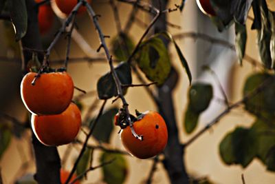 Close-up of fruits hanging on tree