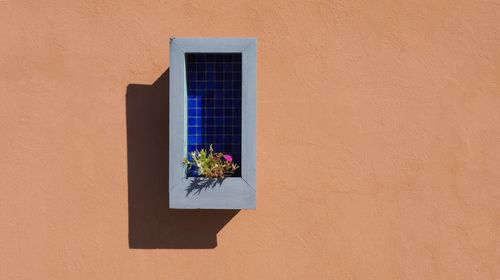 Potted plant on window sill during sunny day