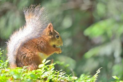 Close-up of squirrel eating nut