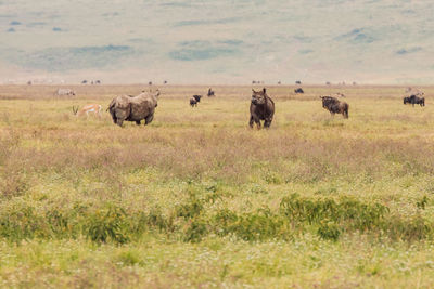 Two rhinoceros on a field