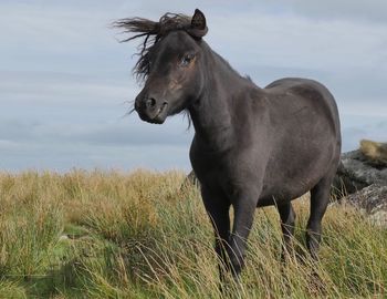 Horse standing in a field