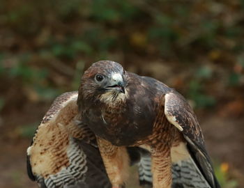 Close-up portrait of eagle