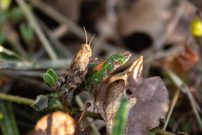 Close-up of dry leaves on land