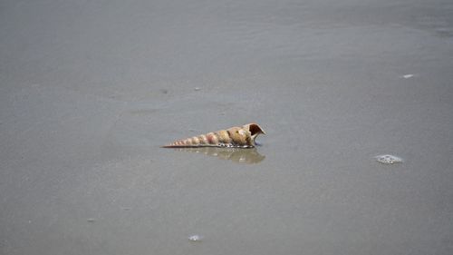 High angle view of a turtle on the beach