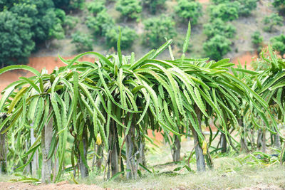 Close-up of fresh green plants in field