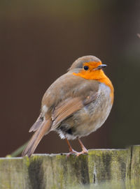 Close-up of bird perching on wooden post
