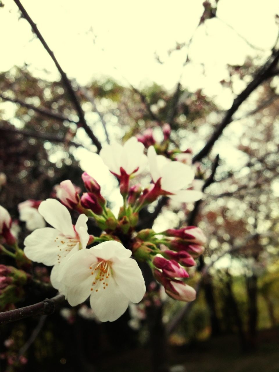 flower, freshness, fragility, tree, petal, focus on foreground, growth, branch, cherry blossom, beauty in nature, flower head, blossom, close-up, blooming, nature, white color, cherry tree, in bloom, twig, springtime