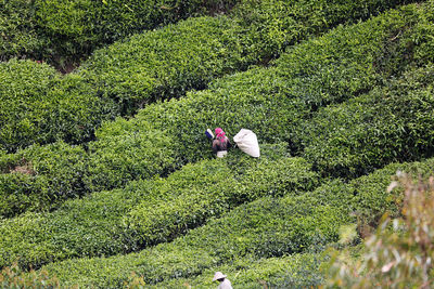 High angle view of bird on field