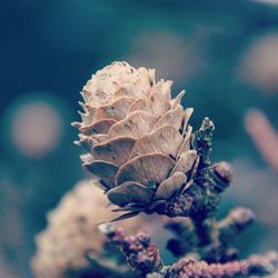 Close-up of flower against blurred background