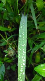 Close-up of wet leaf