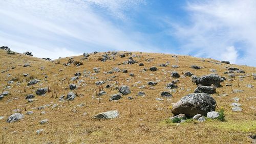 Zebras on rock against sky