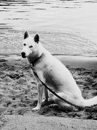 Dog on beach