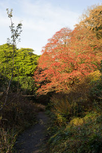 Trees in forest during autumn