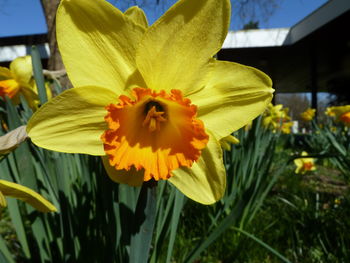 Close-up of day lily blooming outdoors