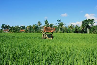 Scenic view of wheat field against sky