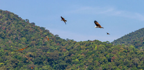 Birds flying over trees against clear sky