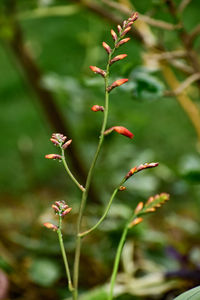 Close-up of flowering plant