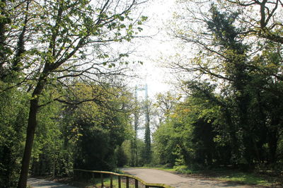 Trees in forest