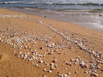 Scenic view of seashells on sandy beach