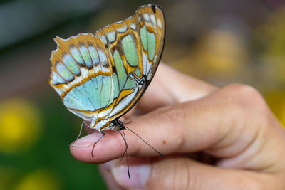 Close-up of butterfly on hand