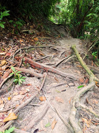 Plants in forest