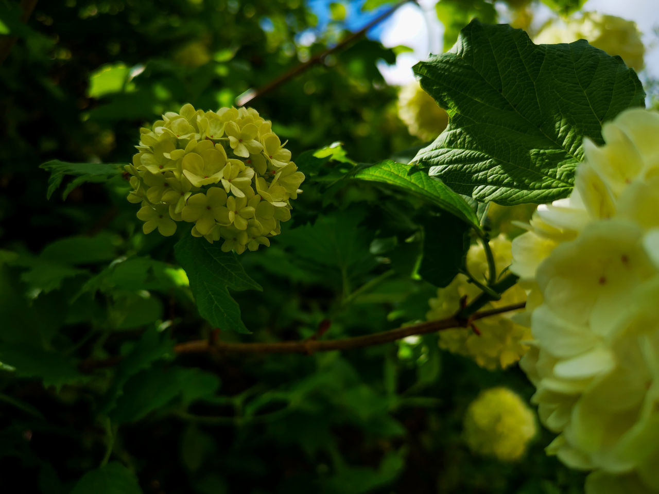 CLOSE-UP OF YELLOW FLOWERING PLANT ON LEAF