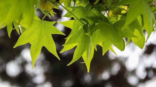 Close-up of leaves on tree