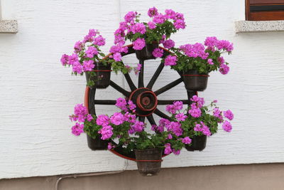 Close-up of pink flowers