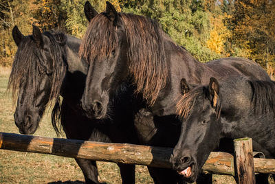 Close-up of horse