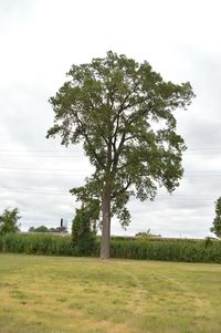 Tree in field against sky