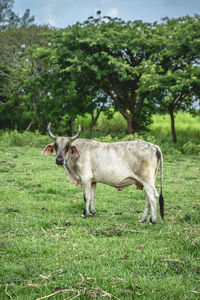 Horse standing on field