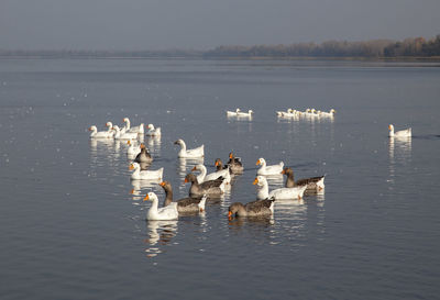 Ducks swimming in lake