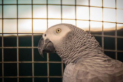 Close-up of a bird in cage